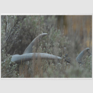 Lost Antlers  Tissue Paper