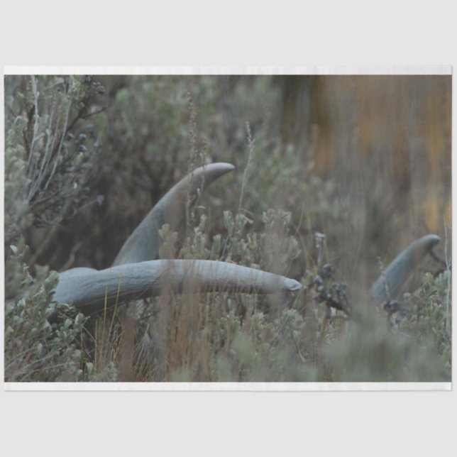 Lost Antlers  Tissue Paper (Front)