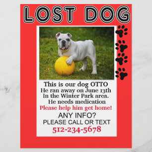 Lost Dog Flyer Please Help Him Get Home Notice