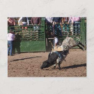 Lost Dutchman Bull Riding Postcard