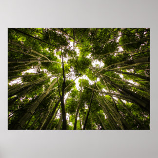 Lost In The Bamboo Poster