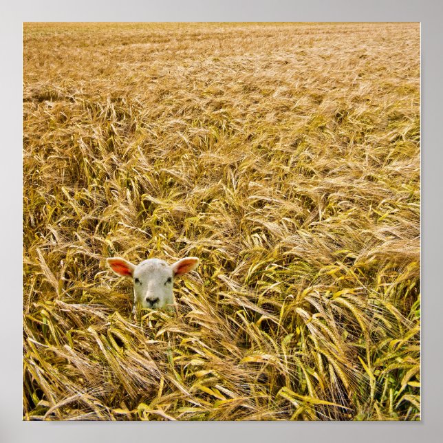 lost lamb poster (Front)