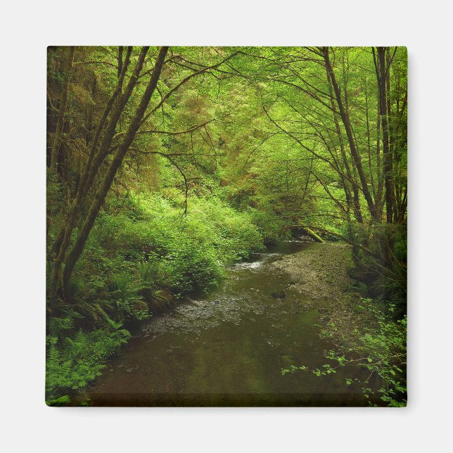 Lost Man Creek I at Redwood National Park Magnet (Front)