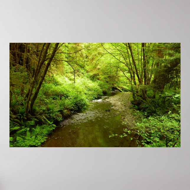 Lost Man Creek I at Redwood National Park Poster (Front)