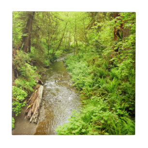 Lost Man Creek II at Redwood National Park Ceramic Tile