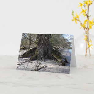 Lost Places , old Tree on the river bank Card