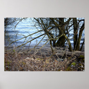 Lost Places , old Trees on the river bank Poster