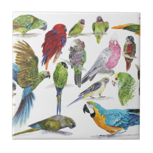 Lots and lots of Parrots on lots and lots of gifts Tile