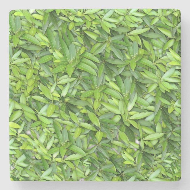 Lots of beautiful green leaves  stone coaster (Front)