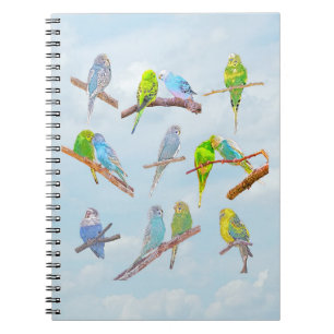 Lots of colourful parakeets - cute little birds   notebook