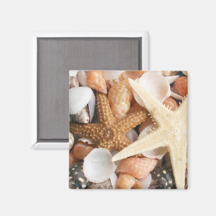 Lots of Colourful Seashells Magnet