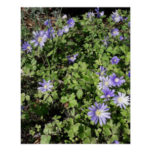Lots of flowers poster