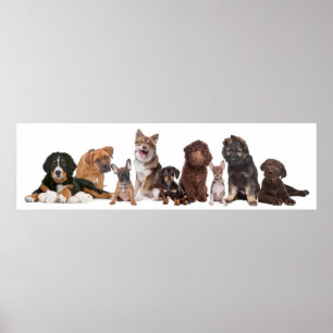 Lots Of Puppies Poster