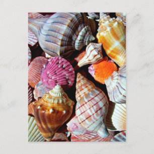Lots of Seashells by the Sea- Nautical Print Postcard