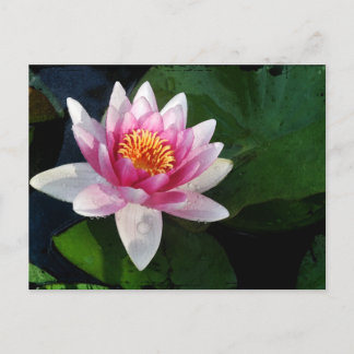 Lotus2 Postcard