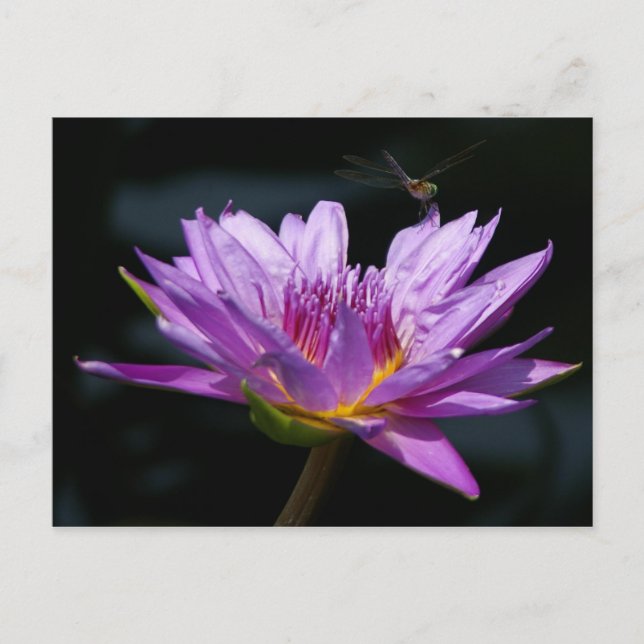 Lotus and Dragonfly Postcard (Front)