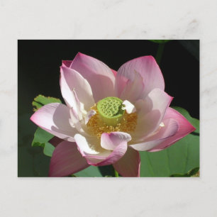 Lotus Announcement Postcard