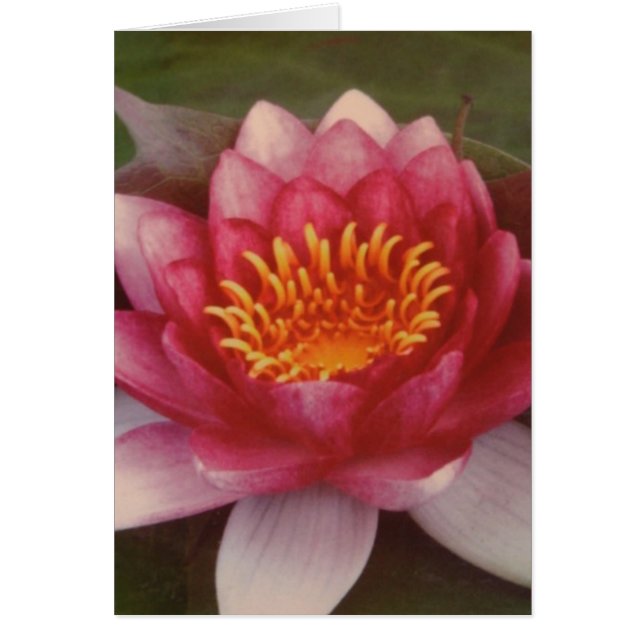 Lotus Blossom - By Logan Guinn (Front)