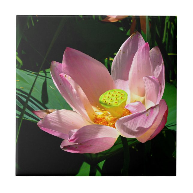 Lotus Blossom Ceramic Tile (Front)