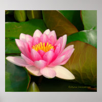 LOTUS BLOSSOM, PINK WITH GOLD CENTER ON LILY PADS