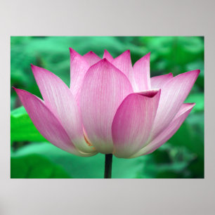 Lotus Blossom Poster