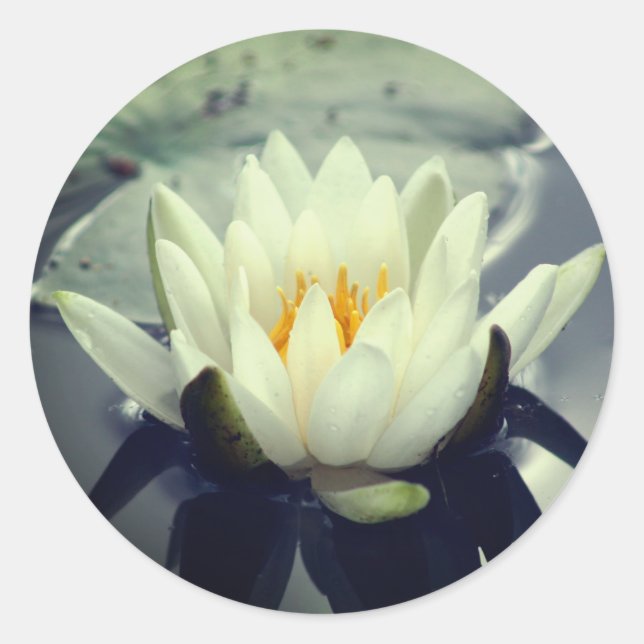 Lotus Blossom Water Lily Flower  Classic Round Sticker (Front)
