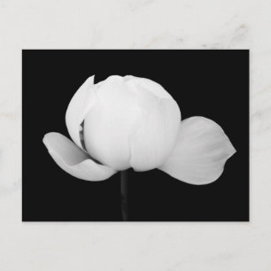 Lotus Bud Postcard