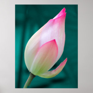 Lotus Bud Tranquillity poster