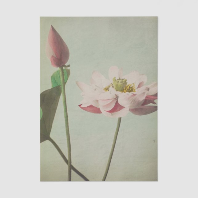 Lotus by Ogawa Kazumasa Tissue Paper (Front)