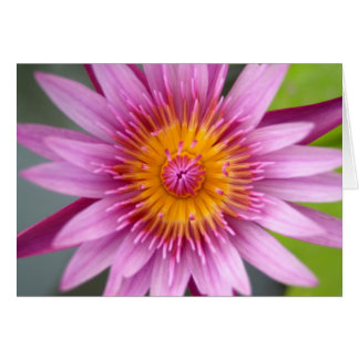 lotus flower
