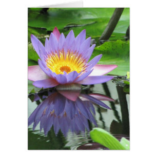 Lotus Flower
