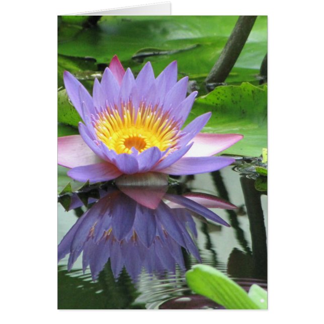Lotus Flower (Front)