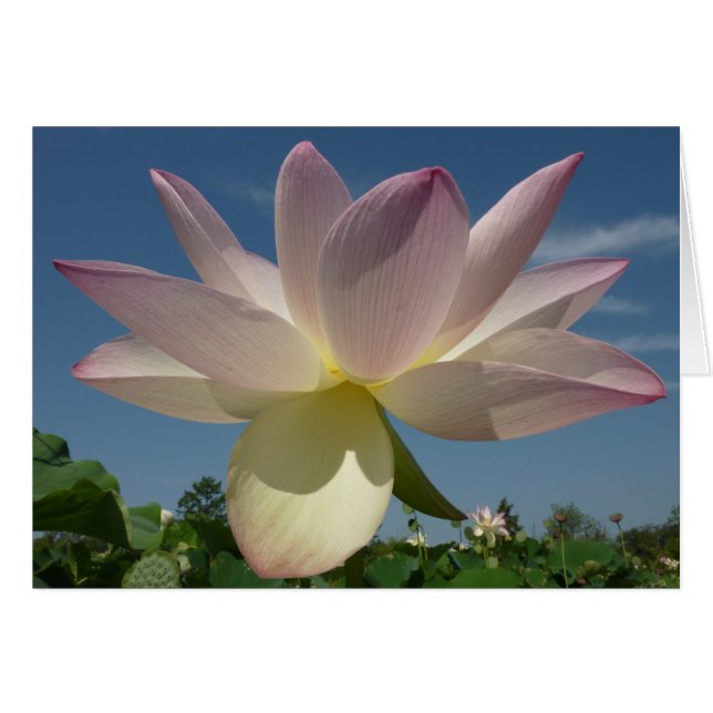 Lotus Flower and Blue Sky II (Front Horizontal)