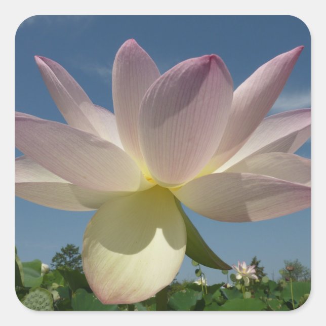 Lotus Flower and Blue Sky II Square Sticker (Front)