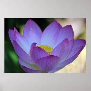 Lotus flower and its meaning poster