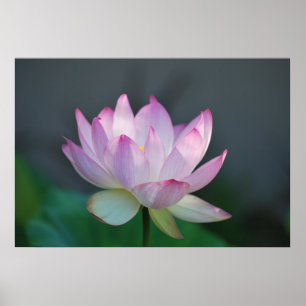 Lotus flower and its meaning poster