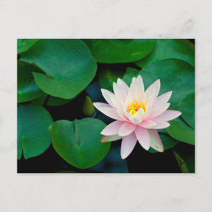 Lotus Flower and Lily Pads Postcard