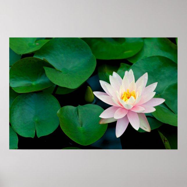 Lotus Flower and Lily Pads Poster (Front)