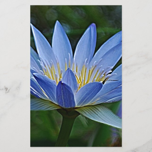 Lotus flower and meaning (Front)