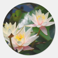 Lotus flower and meaning