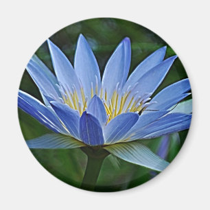 Lotus flower and meaning magnet