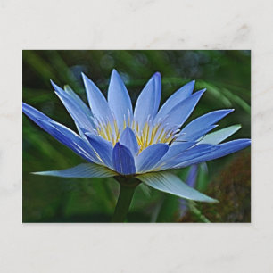 Lotus flower and meaning postcard