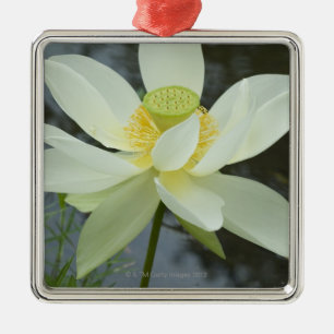 Lotus flower at edge of pond Florida Metal Ornament