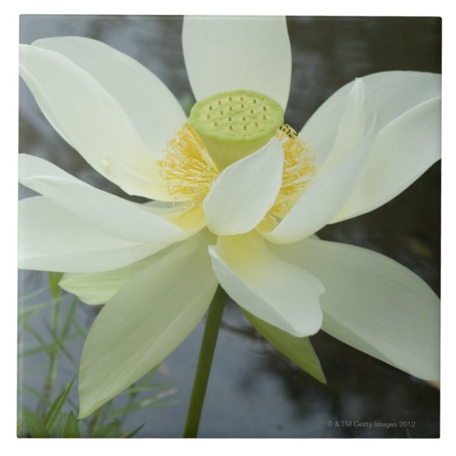 Lotus flower at edge of pond Florida Tile (Front)