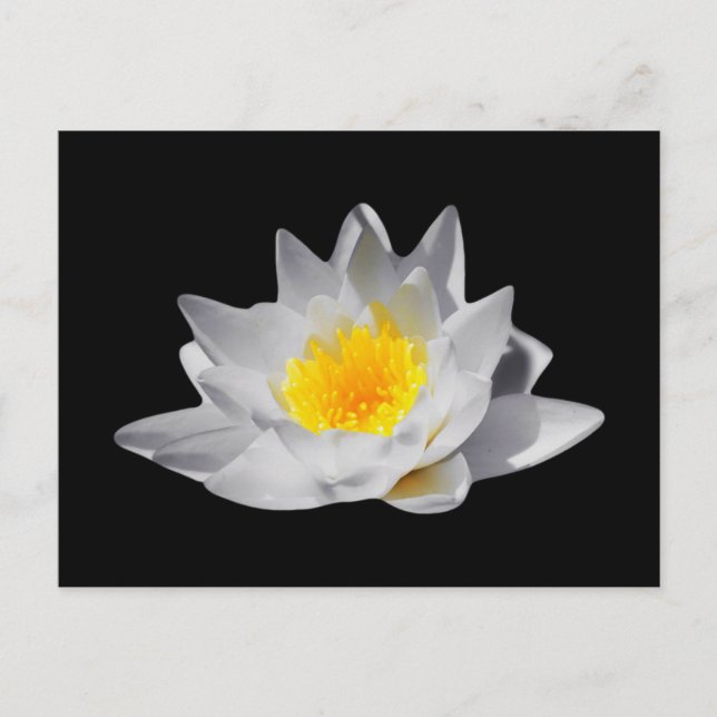 Lotus Flower (Black Background) Postcard (Front)