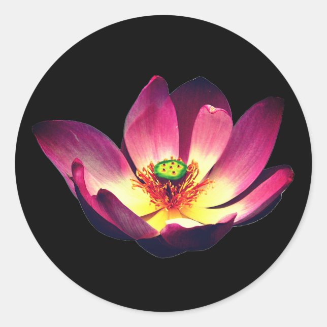 Lotus Flower Blooming Classic Round Sticker (Front)