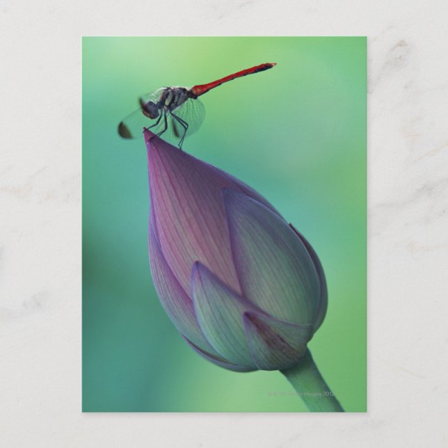 Lotus flower bud and a dragonfly postcard (Front)