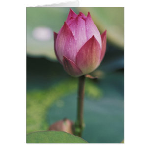 Lotus flower bud, Hangzhou, Zhejiang Province,