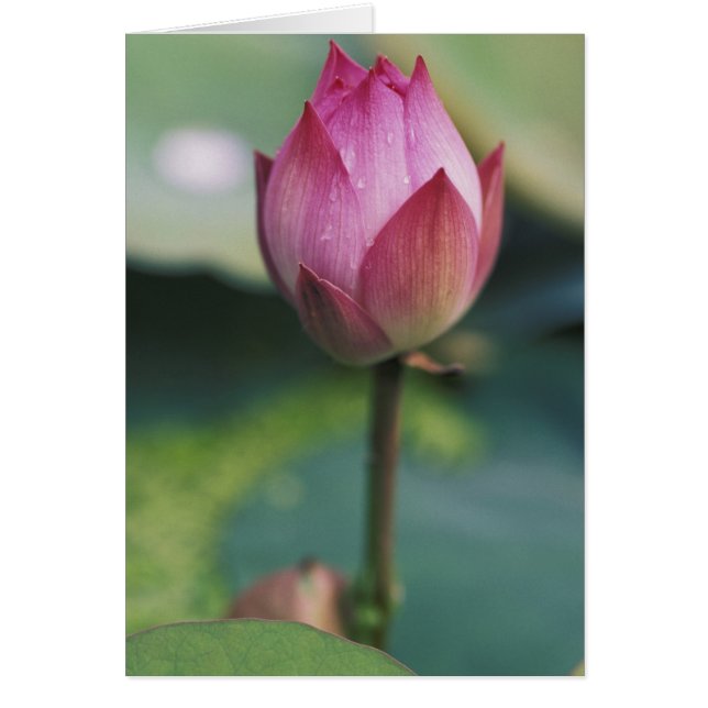 Lotus flower bud, Hangzhou, Zhejiang Province, (Front)