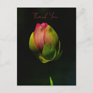 Lotus Flower Bud Postcard